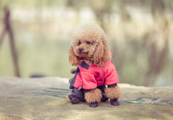 グッズの取り扱い