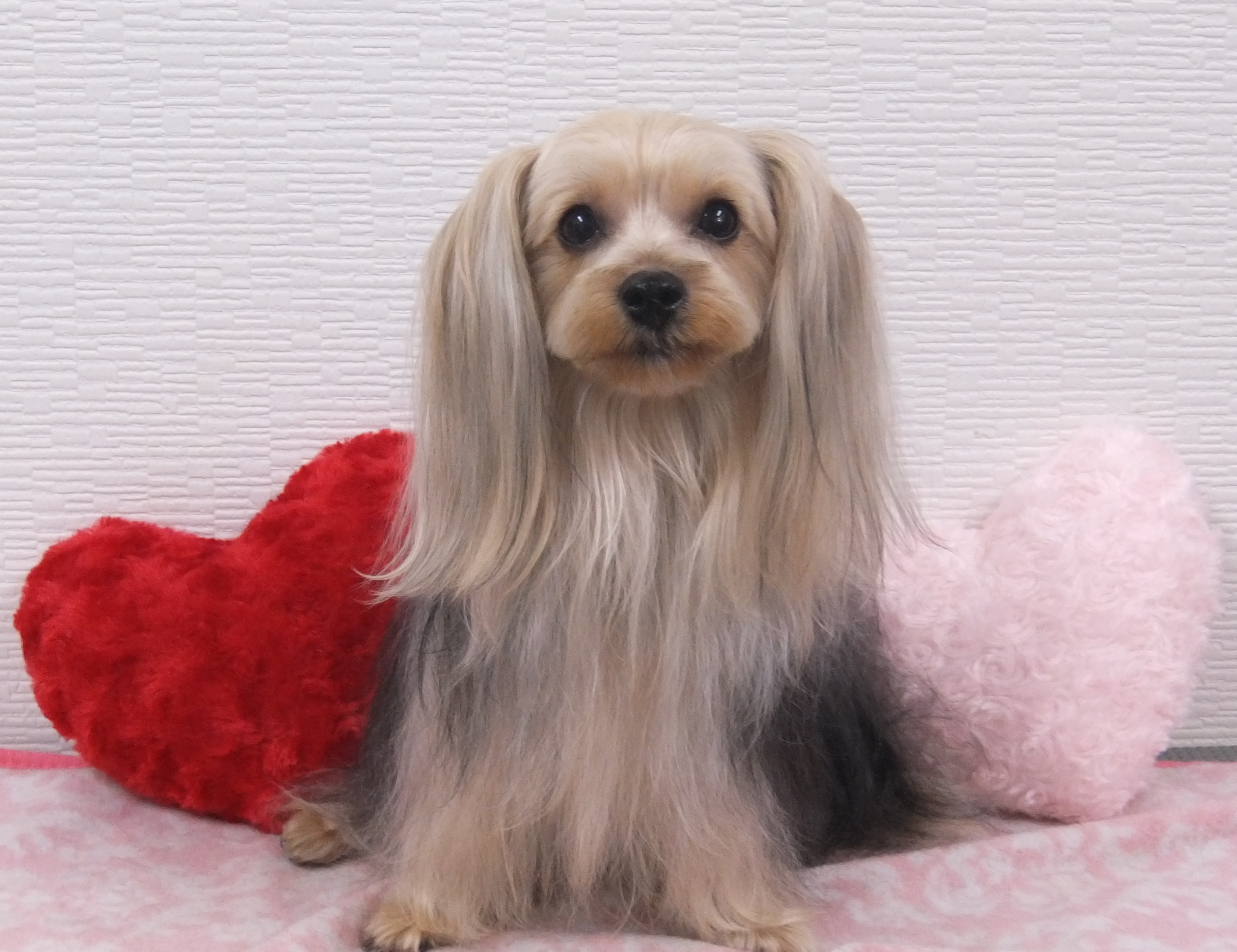 フォトギャラリー